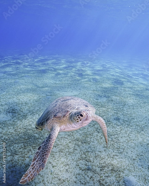 Fototapeta Loggerhead Turtle