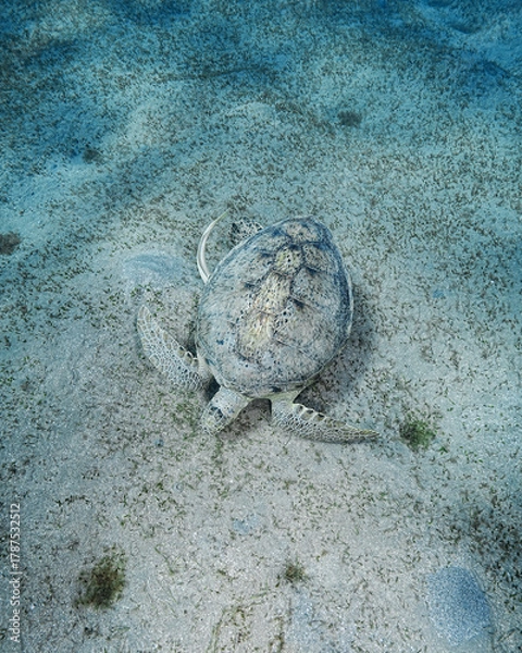 Fototapeta Loggerhead Turtle