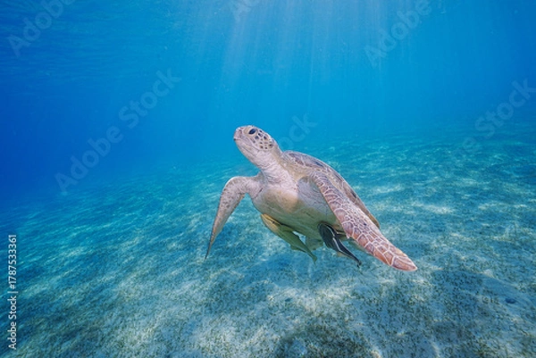 Fototapeta Loggerhead Turtle