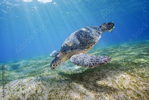 Fototapeta Loggerhead Turtle