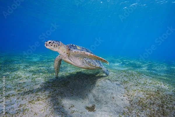 Fototapeta Loggerhead Turtle