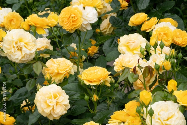 Obraz 黄色の薔薇