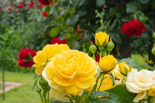 Obraz 黄色の薔薇