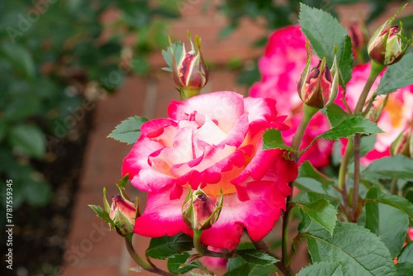 Obraz 縁が赤い薔薇