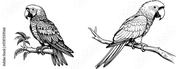 Fototapeta  Monochrome Parrot Silhouette — Minimalist Bird Icon