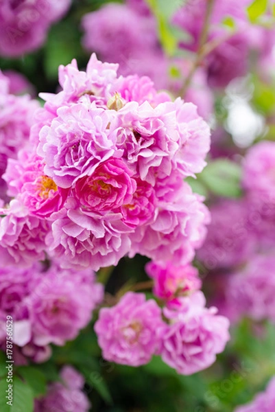 Obraz 濃いピンクの薔薇