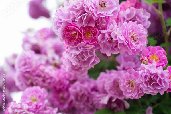 Obraz 濃いピンクの薔薇