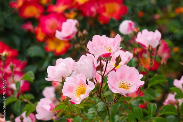 Obraz 薄いピンク色の薔薇