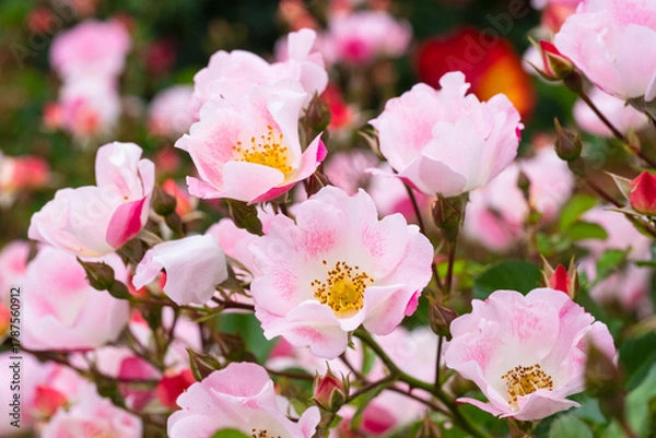 Obraz 薄いピンク色の薔薇