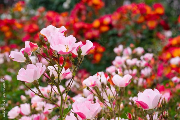 Obraz 薄いピンク色の薔薇