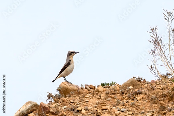 Fototapeta Black eared Wheatear, Oenanthe hispanica, bird perched on arid rocky ground with clear sky