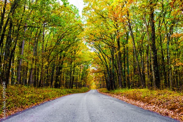 Obraz Bended Boughs Three