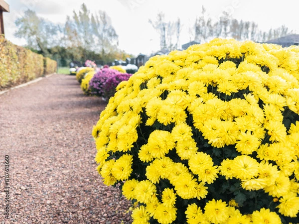 Fototapeta Colorful chrysanthemums flowers on graveyard in front of a tombstone during all saints day and all souls day, to commemorate loved ones that passed away. Flowers on cemetery. All saints day graveyard.
