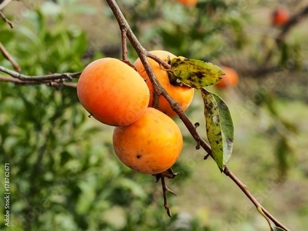 Obraz 柿の実　カキ　果実　柿の木