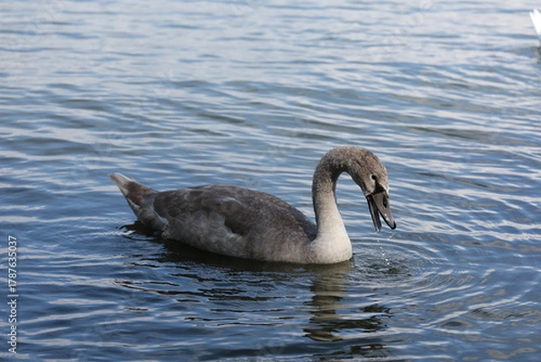 Fototapeta A juvenile Mute Swan (Cygnus olor) dips its head while feeding in the shallow waters of Lake Ontario, Toronto, Canada. This behavior helps the swan forage for aquatic plants and insects.
