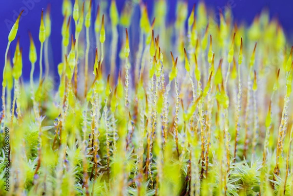 Obraz スナゴケの群生
