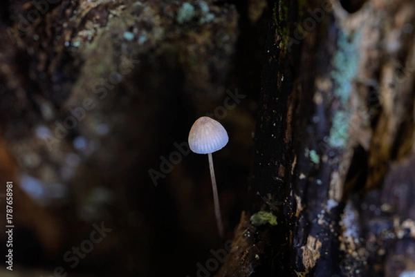 Obraz 木の洞（ウロ）に生えたキノコ
