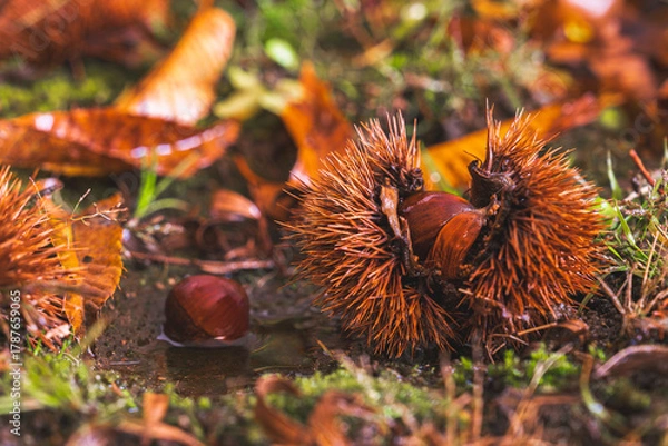 Obraz 実って地面に落ちた栗
