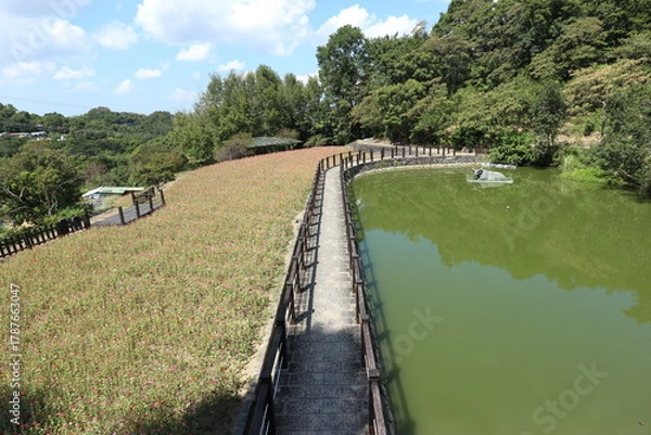 Obraz 台湾　樟樹歩道と池