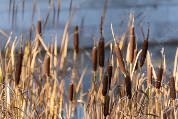 Obraz Sunlit cattails sway before a cool backdrop. Mature brown seed heads mark late-season wetland life.