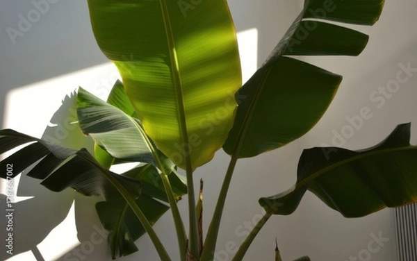 Fototapeta Lush banana plant leaves capturing sunlight and casting shadows indoors