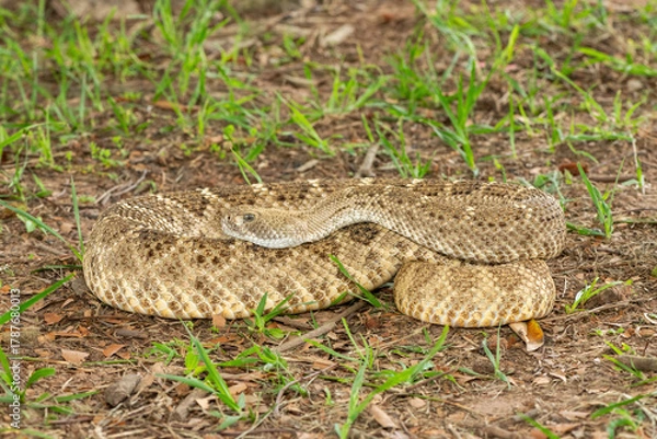Fototapeta A beautiful western diamondback rattlesnake (Crotalus atrox), also known as a Texas diamond-back rattlesnake, adobe snake, and buzz tail. A highly venomous snake native to North America