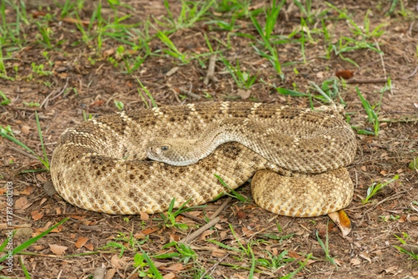 Fototapeta A beautiful western diamondback rattlesnake (Crotalus atrox), also known as a Texas diamond-back rattlesnake, adobe snake, and buzz tail. A highly venomous snake native to North America