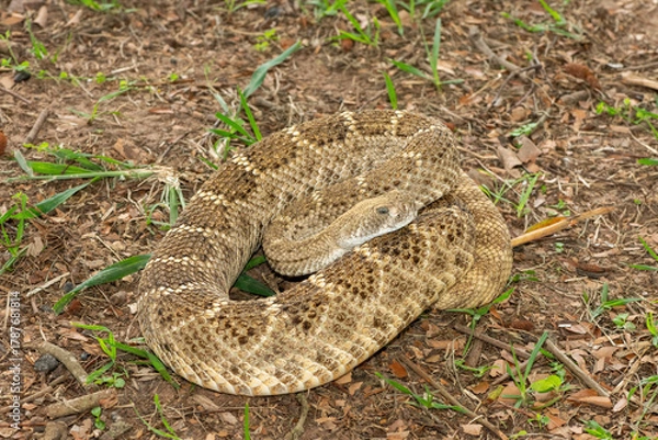 Obraz A beautiful western diamondback rattlesnake (Crotalus atrox), also known as a Texas diamond-back rattlesnake, adobe snake, and buzz tail. A highly venomous snake native to North America