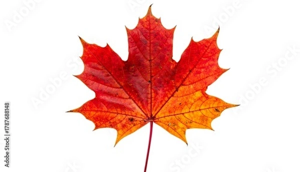 Fototapeta Vibrant Red Maple Leaf Isolated on White Background.