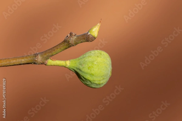Fototapeta Close-up of a single unripe fig beside a pointed bud on a woody twig. Smooth brown background highlights the texture and shape.