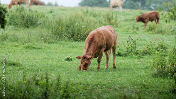 Obraz Portrait photo of a red cow in a pasture with a blurred background. Lush greenery. Beautiful rural landscape. Nature. Ecology