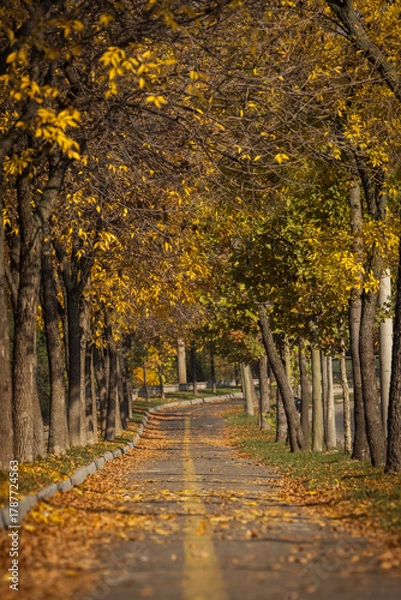 Fototapeta Alee frumoasă înconjurată de copaci în toamnă cu frunze colorate