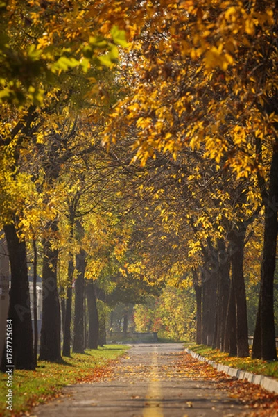 Fototapeta Alee frumoasă înconjurată de copaci în toamnă cu frunze colorate