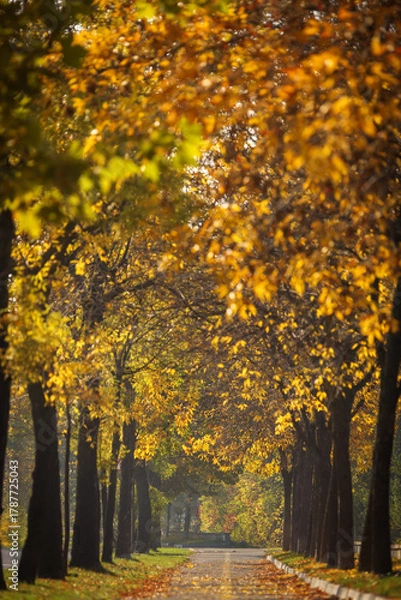 Fototapeta Alee frumoasă înconjurată de copaci în toamnă cu frunze colorate