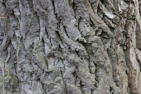 Obraz Baumrinde Hintergrund