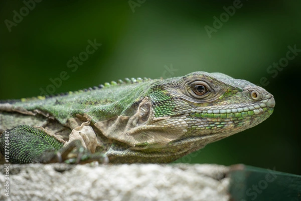 Fototapeta green iguana on a branch close up