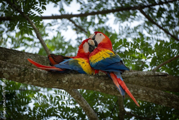 Fototapeta red and yellow macaw
