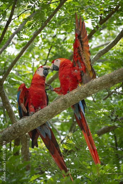 Fototapeta scarlet macaw parrots