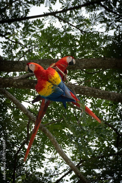 Fototapeta scarlet macaw parrot