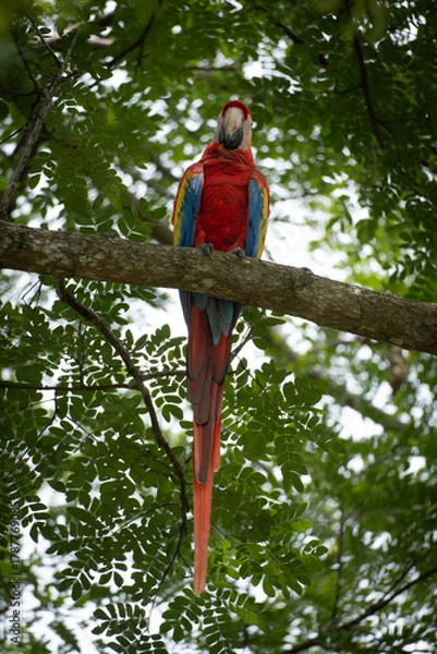 Fototapeta parrot on a tree