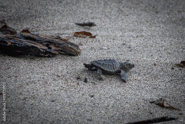 Fototapeta turtle on the sand