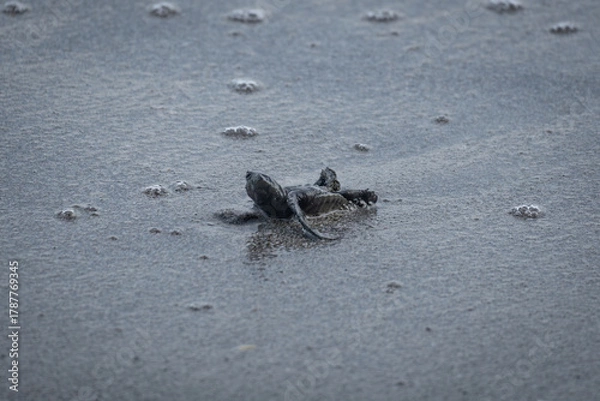 Fototapeta baby turtle on it’s back