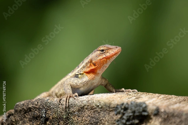 Fototapeta red lizard on a tree