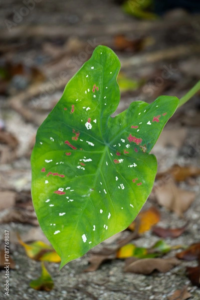 Fototapeta green leaf with white and red dots