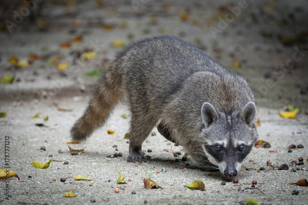 Fototapeta Raccoon n in the jungle