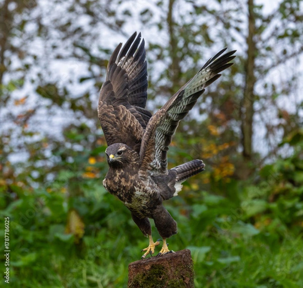 Obraz Common buzzard - Buteo buteo