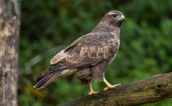 Obraz Common buzzard - Buteo buteo