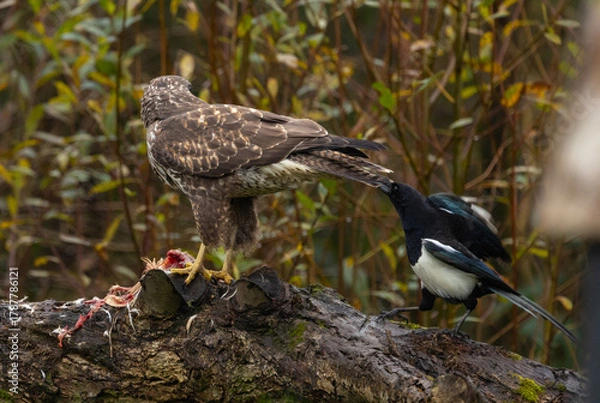 Obraz Common buzzard - Buteo buteo
