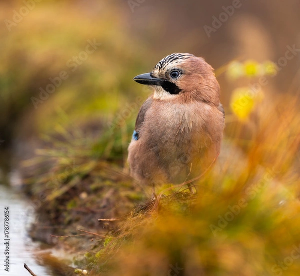 Obraz Eurasian Jay - Garrulus glandarius