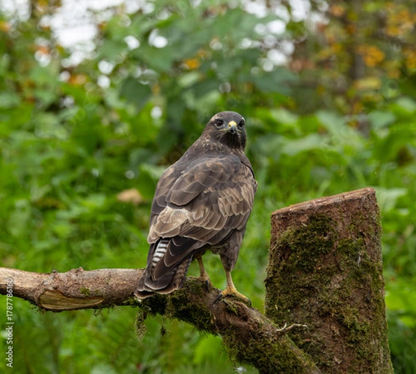 Fototapeta Common buzzard - Buteo buteo